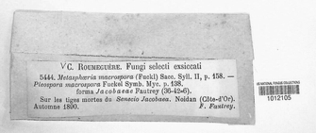 Paraleptosphaeria image